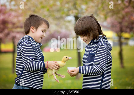 Deux sweet les enfants, garçons, jouer dans le parc avec canetons, printemps Banque D'Images