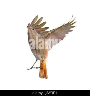 Femelle d'oiseaux rougequeue battant isolé sur fond blanc Banque D'Images