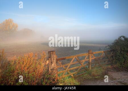 Campagne Misty scène avec 5-bar gate, Mickleton, Gloucestershire, Angleterre. Banque D'Images