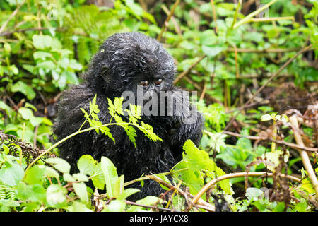 Gorilla photographié au Rwanda Banque D'Images