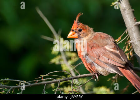 Le Cardinal rouge mue Banque D'Images