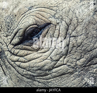 Détail d'un grand œil rhinocéros à une corne Banque D'Images