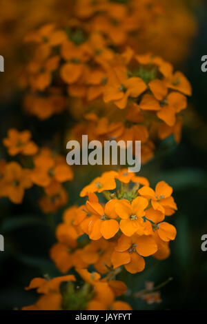 Belle abricot dynamique brassicaceae erysimum giroflée ressort torsion Banque D'Images