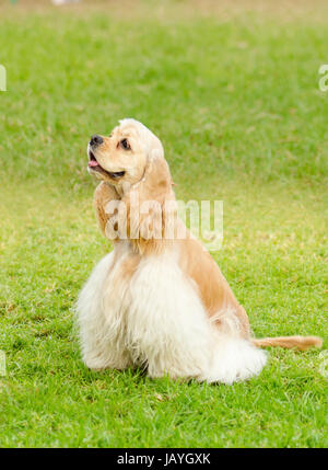 Un petit jeune, belle, fauve crème clair et blanc American Cocker Anglais chien assis sur l'herbe, avec ses armoiries clipsé dans un spectacle à couper, très sympa et très beau. Le Spanyell Cocker les chiens sont un système intelligent, doux et joyeux race. Banque D'Images