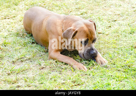 Un jeune, belle gray moyennes Cane Corso chien avec uncropped des oreilles assis sur l'herbe. Le mastiff italien est un animal robuste avec une grande intelligence et une volonté de s'il vous plaît. Banque D'Images