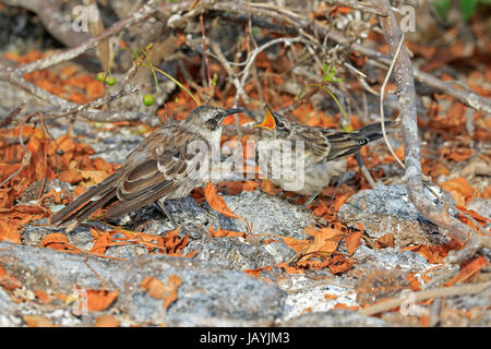 Mockingbird Galapagos adultes nourrissant ses jeunes sur l'île de Galapagos Genovesa Banque D'Images