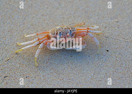 Le crabe fantôme sur la plage de Santa Cruz, dans les îles Galapagos Banque D'Images