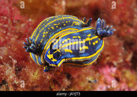 Deux limaces de mer (Hypselodoris cantabrica) l'accouplement dans l'Atlantique Banque D'Images