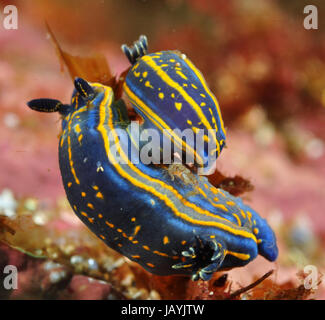 Deux limaces de mer (Hypselodoris cantabrica) l'accouplement dans l'Atlantique Banque D'Images