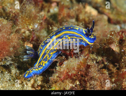 Limace de mer colorés dans un fond rocheux couverts d'algues Banque D'Images