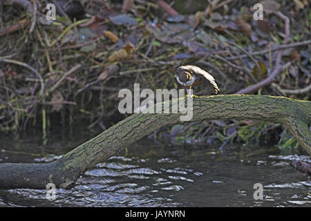 White-throated Cincle plongeur Cinclus cinclus rivière Dove, Dovedale, parc national de Peak District, Derbyshire, Angleterre Banque D'Images