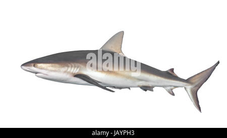 Requin de récif des Caraïbes} {Carcharhinus perezii en vue latérale, découpé et isolé sur un fond blanc. Bahamas, décembre Banque D'Images