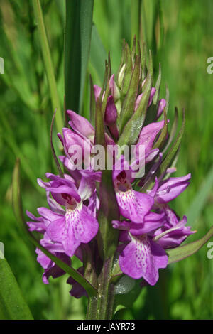 Pic de floraison d'une orchidée des marais (Dactylorhiza praetermissa probablement sp., les marais du sud ouest) dans la marge d'un marais humide. Partie de fond Banque D'Images