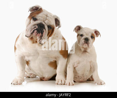 Père et fille - chien bulldog Anglais adulte et chiot à la visionneuse à isolé sur fond blanc Banque D'Images