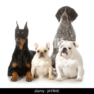 Quatre chiens de race différente à la visionneuse à isolé sur fond blanc - dobermann, bouledogue français, braque allemand, Bouledogue anglais Banque D'Images