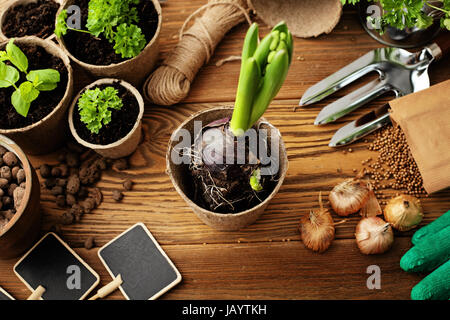 Outils de jardinage, arrosoir, des graines, des plantes et du sol. Banque D'Images