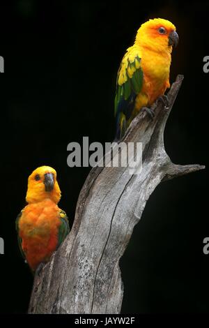 Paire de perroquets Conure Soleil perché sur une souche d'arbre Banque D'Images