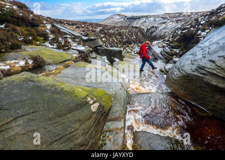 Une femelle walker traversant un ruisseau en hiver en haut de Grindsbrook sur la bordure sud de Kinder Scout, parc national de Peak District Banque D'Images