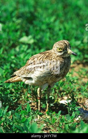 Stone-curlew Burhinus bistriatus près d'un site de nidification Norfolk England UK Banque D'Images