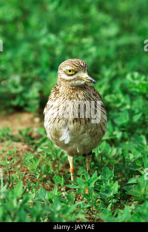 Stone-curlew Burhinus bistriatus individuels annelé près d'un site de nidification Norfolk England UK Banque D'Images