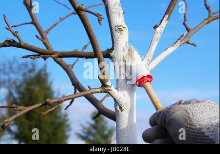 Baum weissen - blanchiment d'arbres 01 Banque D'Images