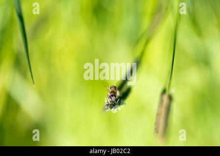 Flying bee recueille le nectar des fleurs de l'herbe. Horizontal macro extrême tourné en lumière du matin avec une faible profondeur de profondeur Banque D'Images
