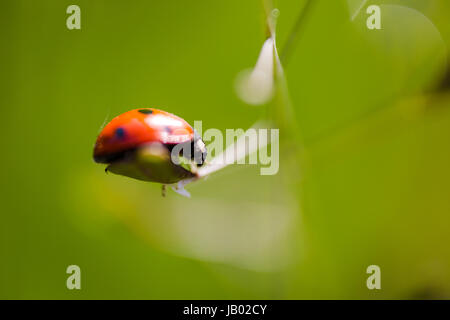 7-spot coccinelle (Coccinella septempunctata) sur feuille d'herbe macro extrême. L'horizontale low angle view Banque D'Images