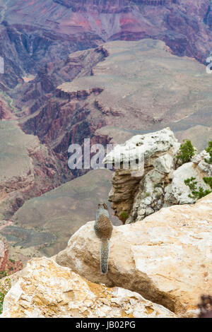 Rare Grand Canyon vue avec un rez sur le premier plan d'écureuil Banque D'Images