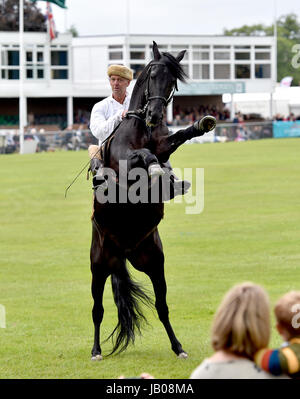 Ardingly Sussex, UK. 8 juin, 2017. L'équipe de cavaliers du diable dans l'action au sud de l'Angleterre, qui ont eu lieu à l'ArdinglyShowground dans le Kent . La Société d'agriculture du sud de l'Angleterre célèbre son 50e anniversaire cette année présentant le meilleur de l'agriculture, l'horticulture et la campagne dans le sud de l'Angleterre. Crédit : Simon Dack/Alamy Live News Banque D'Images