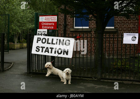 Le Grand Manchester, UK. Jun 8, 2017. Les petits chiens blancs à l'extérieur d'un bureau de scrutin dans la région de Manchester, 8 juin, 2017 Crédit : Barbara Cook/Alamy Live News Banque D'Images