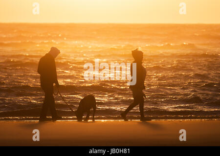 Chien joue sur la plage, Southport, Merseyside, Royaume-Uni. Météo britannique. 8 juin, 2017. Des vents forts et le vent de sable soufflé au coucher du soleil sur la plage d'Ainsdale. Les dunes de la côte de Sefton ont été formés sur des centaines d'années, avec du sable soufflé à l'intérieur des grandes plages de sable à marée basse et ensuite piégée par des installations côtières. Le séchage des vents du sud à plus de 25mph sont nécessaires pour soulever le sable et faire des mini-formations et des dunes. Credit : MediaWorldImages/Alamy Live News Banque D'Images