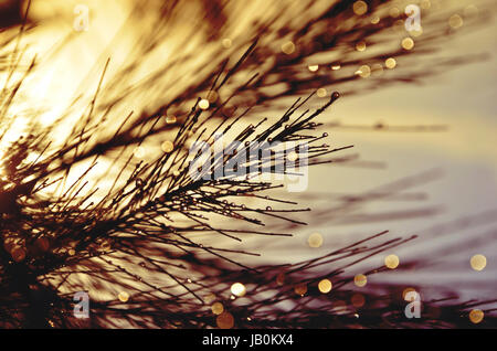 Gouttes de pluie sur une plage She-Oak, arbres Casuarina equisetifolia, au coucher du soleil. Greenhills, NSW, Australie. Également connu sous le nom de l'Australian pin. Banque D'Images