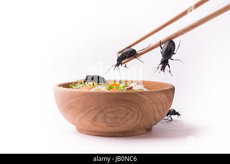 Prendre les futures beetle nourriture avec des baguettes de bois Banque D'Images