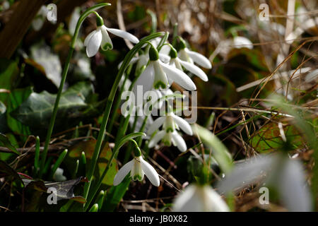 Perce-neige Galanthus nivalis (commune) en fleur (Suzanne's potager, Le Pas, Mayenne, France). Banque D'Images