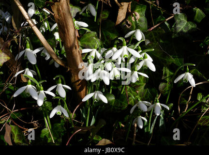 Perce-neige Galanthus nivalis (commune) en fleur (Suzanne's potager, Le Pas, Mayenne, France). Banque D'Images