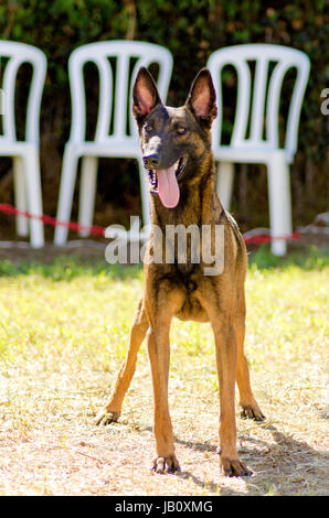 Un jeune, belle, noir et acajou, Chien de Berger Belge debout sur la pelouse s'en tenir sa langue. Belgian Malinois sont des chiens de travail, très intelligent et utilisé dans l'armée et la police. Banque D'Images