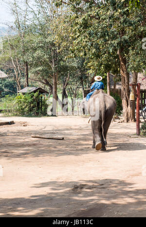 Grand éléphant du jeune mahout va à la classe de formation dans le centre de conservation des éléphants Thaïlande Lampang,. Banque D'Images