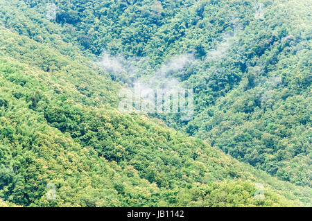 Forêt de teck en haute montagne avec le léger brouillard avant la pluie. Banque D'Images