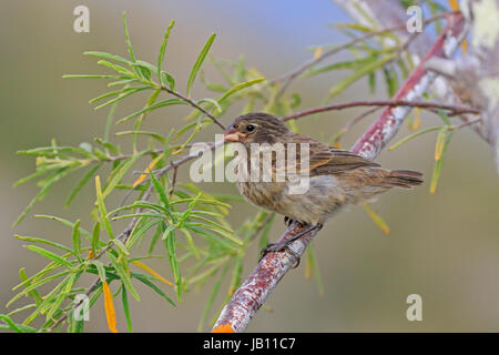 Finch Galapagos femelle peut-être un petit terrain Finch de Galápagos Banque D'Images