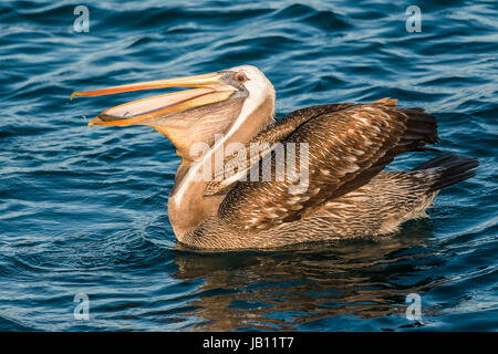 Pelican péruvien avaler le poisson dans la côte péruvienne à Piura, Pérou Banque D'Images