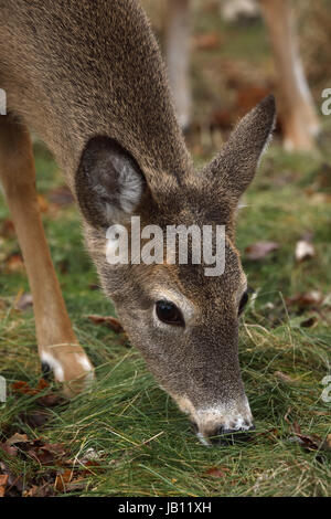 Le cerf de virginie, le DOE, (Odocoileus virginianus), New York Banque D'Images