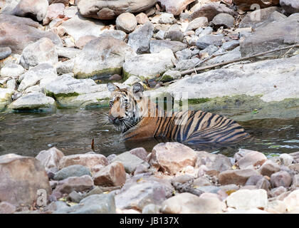 Un jeune Tiger Cub jouant dans l'eau (ruisseau) Banque D'Images