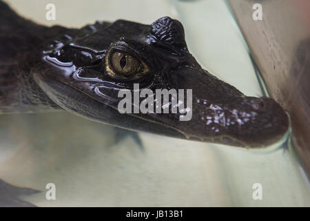Beau crocodile caïman Banque D'Images