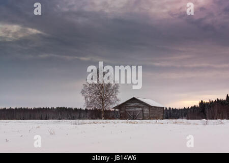 Un vieux bouleau se trouve à côté d'une ancienne grange en bois chambre comme un vieil ami sur les champs du nord de la Finlande. Banque D'Images