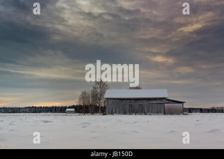 Ancienne grange abrite debout sur les champs de neige des ruraux de la Finlande. Les journées d'hiver sont froides et les ténèbres arrive rapidement après le coucher du soleil. Banque D'Images