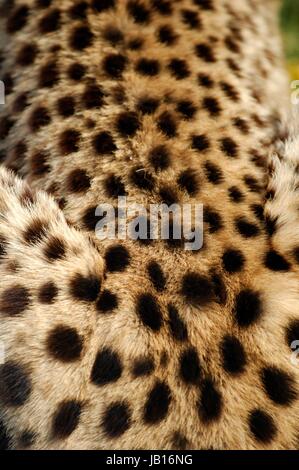 La prise d'un guépard sauvage en captivité Banque D'Images