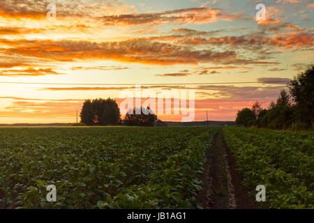 Le songe d'une coucher de soleil sur les champs de pommes de terre du nord de la Finlande. Le soleil colore les nuages dans différentes couleurs magnifiques. Banque D'Images