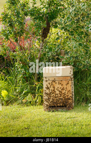 Bee Keeper collectant un essaim sauvage d'abeilles d'un bush dans un jardin dans une boîte de collecte Banque D'Images