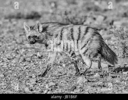 Aardwolf un sort au coucher du soleil à fourrage dans le sud de l'Afrique Banque D'Images