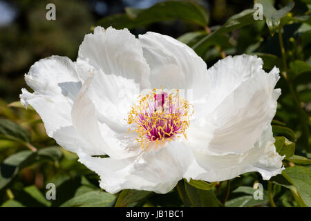 La pivoine de Chine (Paeonia lactiflora), variété Zu Zu, Rhénanie du Nord-Westphalie, Allemagne Banque D'Images